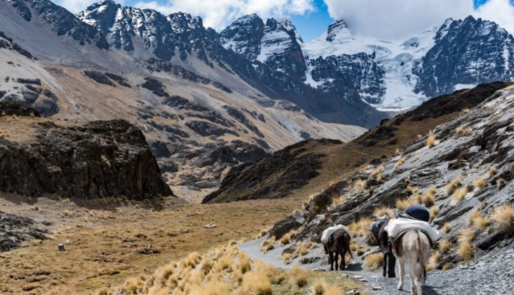 Pico Austria Kilometro Vertical llevando meta en burro